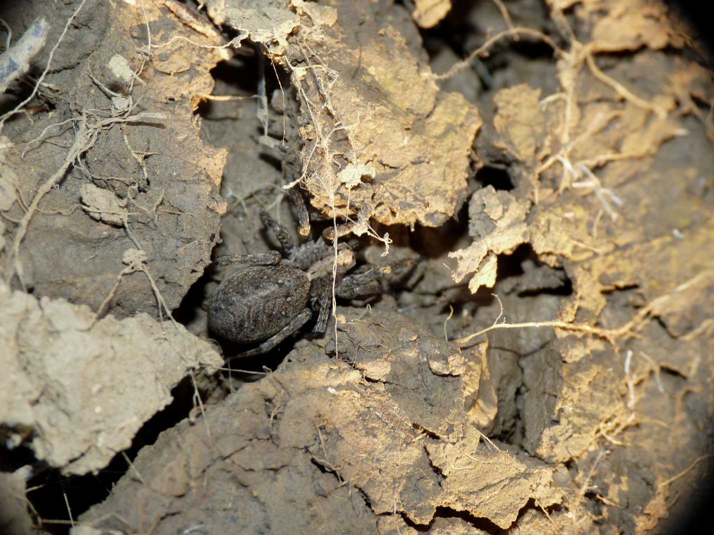 Alopecosa albofasciata maschio e femmina - Tolfa (RM)